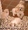 Lhasa apso