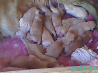 golden retriever precio argentina cachorros golden retriever clasificados golden retriever precio argentina cachorros golden retriever clasificados