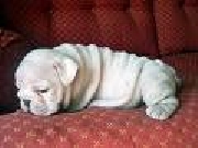 /Ingl�s buldogue para venda