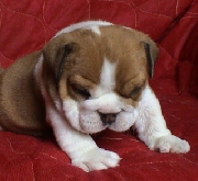 /Cute y adorable bulldog ingl�s