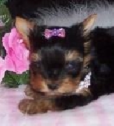 /Yorkie mono super para adopcion