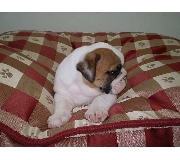 /Bulldog ingl�s cachorros a la venta