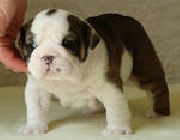 /Bulldog ingles para adopcion