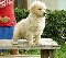 /Espectaculares cachorros golden retriever