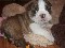 /Aqui bulldog ingles para adopcion