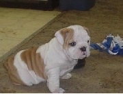 /Ingl�s bulldog cachorro para su aprobaci�n