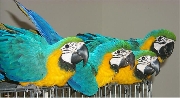 Azul y oro guacamayos jacinto