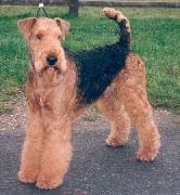Vendo airedale terrier