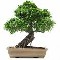 Venta de bonsai- prebonsai y material
