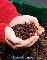 Lombricultura - lombriz roja californiana