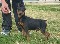 Pinscher miniatura calidad show