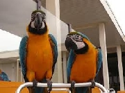 Hablando loros de macaw pjaros de adopcin