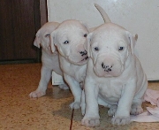 Hermosos cachorritos dogos argentinos 