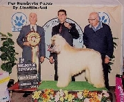 Cachorros Afghan Hound 