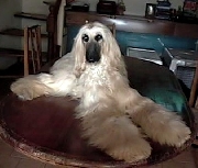 Cachorros  Afghan Hound