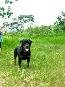 Rottweiler: Exellente Padrote