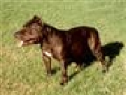 Vendo Staffordshire Terrier