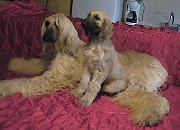 Vendo cachorro  afghan hound