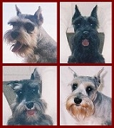 Schnauzer miniatura