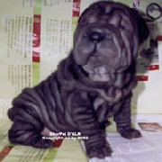 Compro perrita sharpei o bulldog