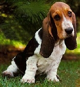 Basset hound hush puppies 