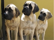 Cachorros de mastiff