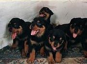 Cachorros Rottweiler