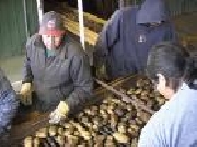 Venta de  harina de pota