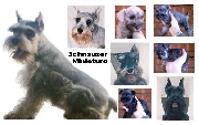 Schnauzer miniatura