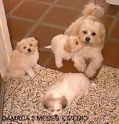 Lhasa apso