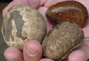 Semilla la   amazonia