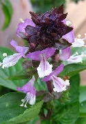 Albahaca de canela