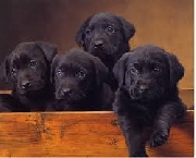 Hermosos labradores retriever de color negro