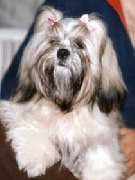 Lhasa apso