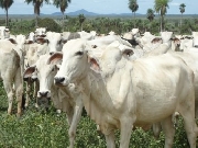 Fazenda em corumb-ms Brasil 8050 hectares