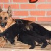 Cachorros pastor aleman padre europeo
