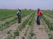 Terreno agricola