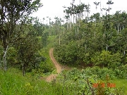Vendo finca