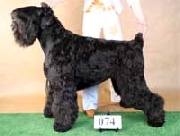 Black russian terrier