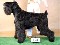 Black russian terrier