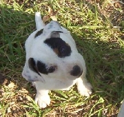 Jack Russell Pedigree Internacional