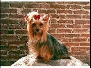 Excelencia en cachorros yorkshire terrier