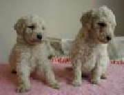 Caniche toy cachorros blancos