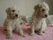 Caniche toy cachorros blancos