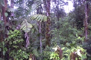 Propiedad con bosque tropical