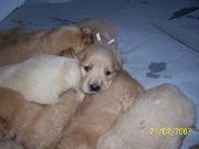 Vendo cachorros golden retriever