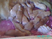 Cachorros golden  retriever