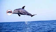 Investigador privado delfin v regin valparaiso