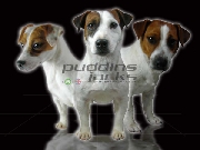 Jack Russell Inmejorables Cachorros