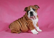 Cachorros de buldog ingleses